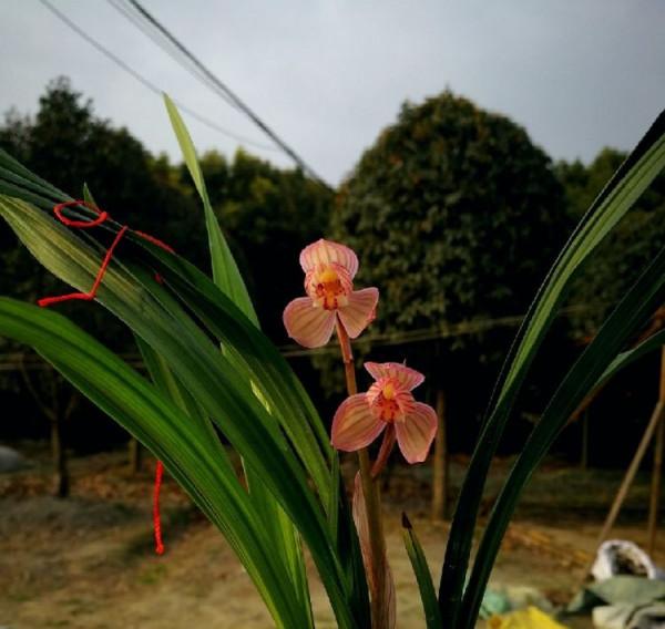 2017年,柏某從手機上看到一棵絕世新品,立刻吩咐其弟重金拿下 2017年,柏某從手機上看到一棵絕世新品,立刻吩咐其弟重金拿下