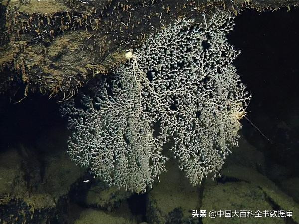 海底熱泉、冷泉生態系統：化能細菌支撐起的深海秘境