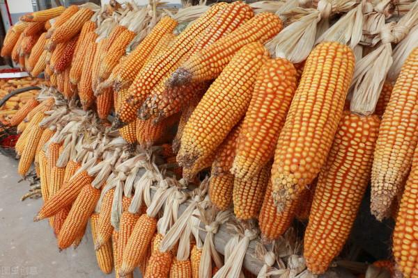 玉米：全國穩中有漲
