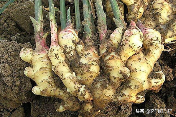 生薑還用買？一箇舊泡沫箱，種上2塊姜，一年種出一片&OpenCurlyDoubleQuote;姜山&rdquo;