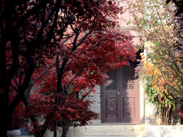 小雪節氣陶醉在迷人的銀杏黃中