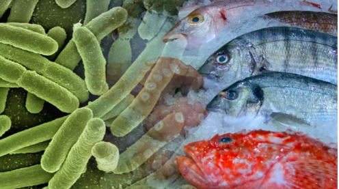 老人洗蝦時手指遭刺，被迫截肢保命，背後竟是“食肉菌”作祟