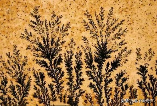 最貴的化石拍出2&period;16億，但有些&OpenCurlyDoubleQuote;化石&rdquo;並非化石