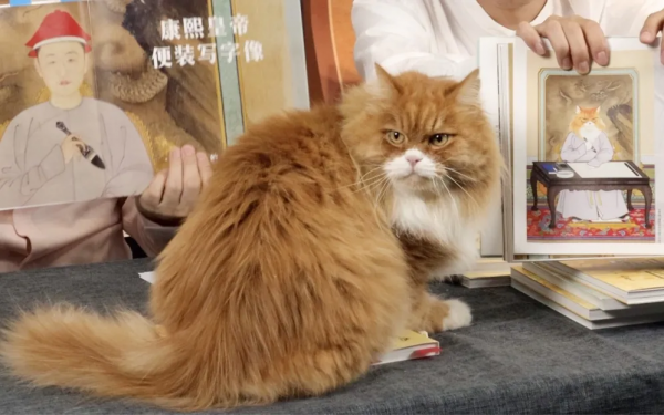 大貓星王情聖的工作日常