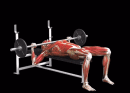 “收緊肩胛骨”為何在健身訓練中如此重要? “收緊肩胛骨”為何在健身訓練中如此重要?