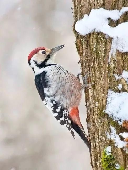 雪中精靈，太美了