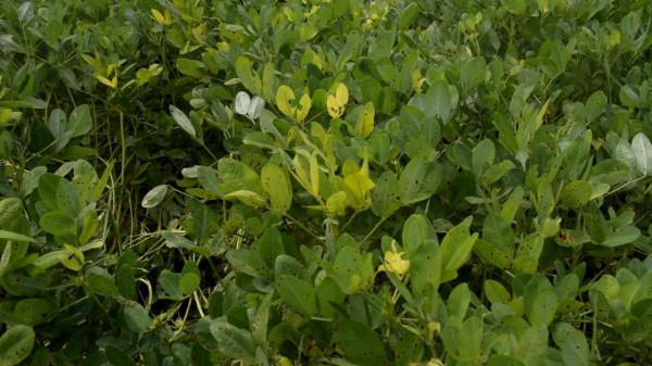 花生莢果生長期，促進飽果，農戶掌握3個技巧，才能高產