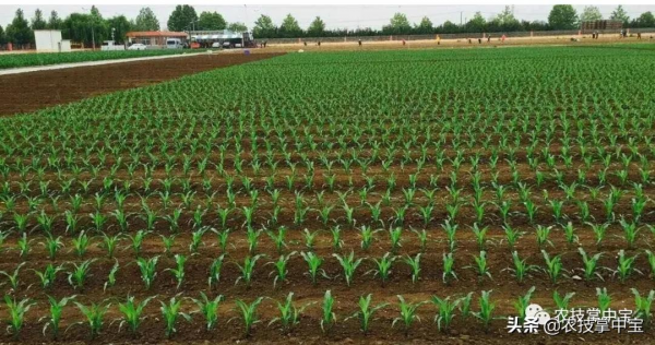 玉米種子質量指標之種子純度｜教你田間鑑別種子純度