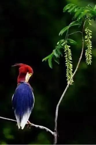 分享圖片——鳥戀花 兒