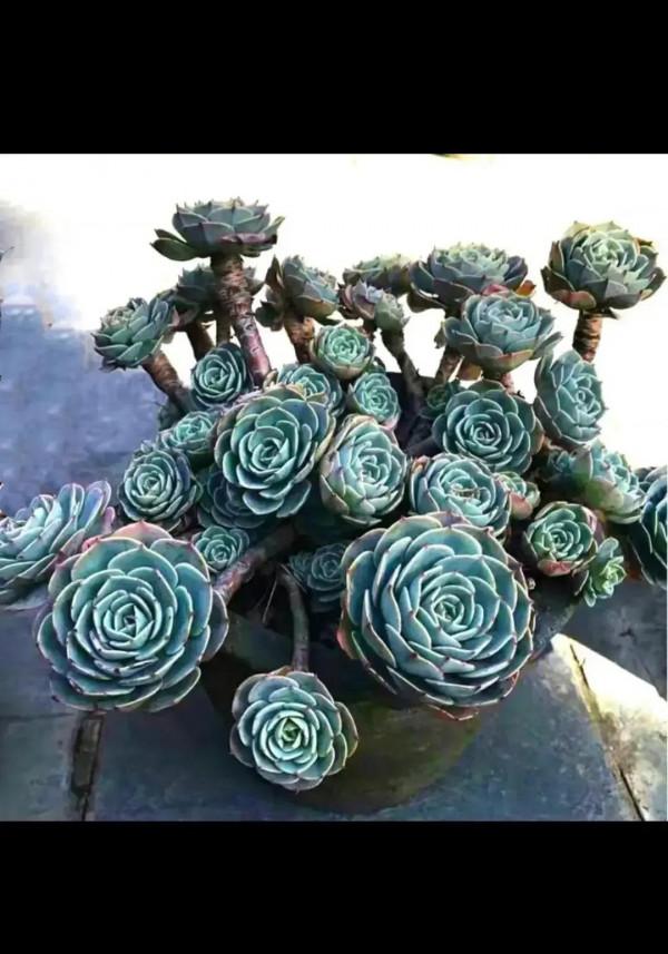 分享圖片，可愛的多肉們，收藏了