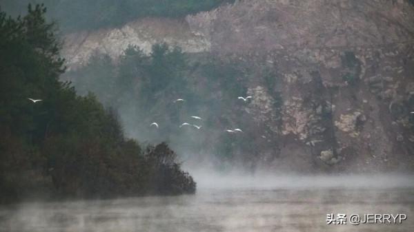 深秋白鷺飛 鄉村生態美 深秋白鷺飛 鄉村生態美