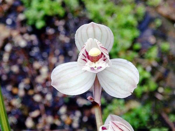 秋季蘭花分苗需要注意哪些問題,這幾方面新手們不容忽視 秋季蘭花分苗需要注意哪些問題,這幾方面新手們不容忽視