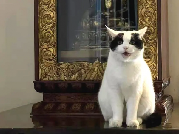 大阿寶：“斜槓青年”歡樂多