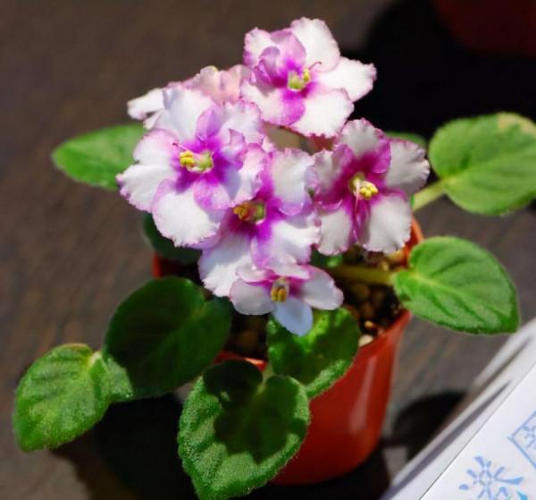 家裡光線差，就養17種“陰性花”，漂亮有格調，貴氣又吉利