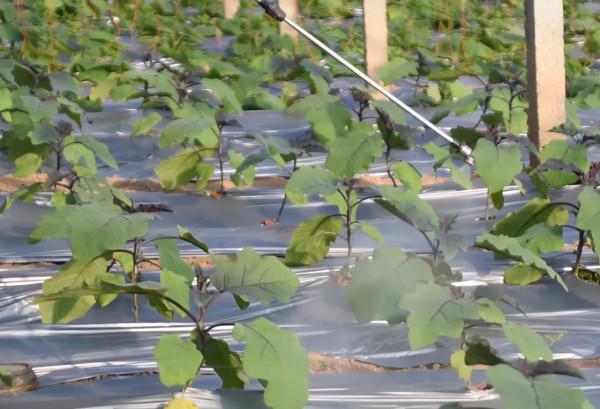 茄子薊馬危害嚴重，農戶如何防治？注意2點，效果很明顯