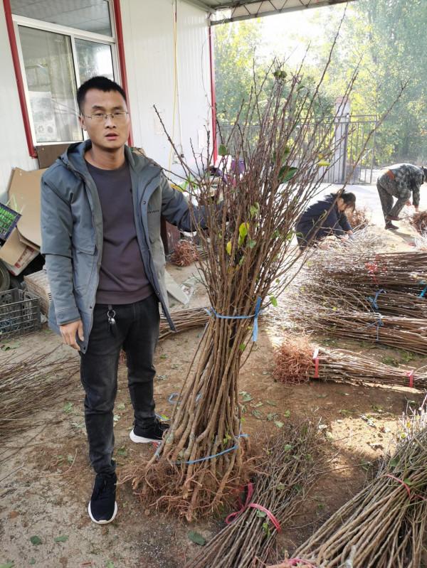 樹上幹杏樹苗 吊幹杏樹苗受歡迎的原因 樹上幹杏樹苗 吊幹杏樹苗受歡迎的原因