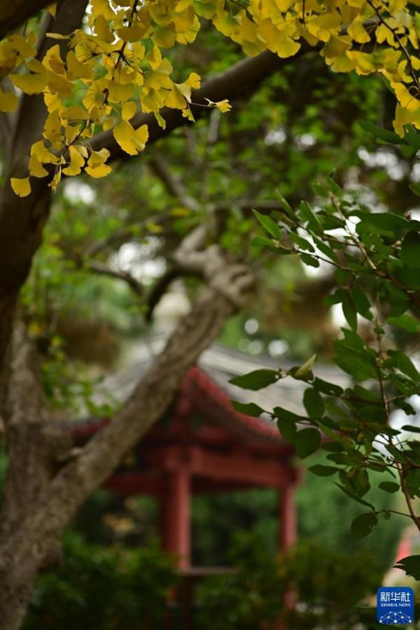 秋染京城 美景如畫