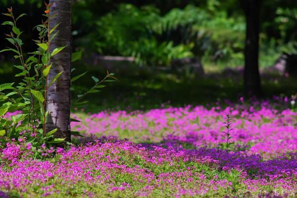 5種適合院子裡種的鋪地植物，種出來比草坪還好看