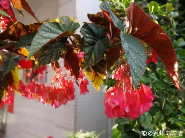 1種花俗稱“搖錢樹”,滿盆長滿小元寶,大吉大利,好看吉祥 1種花俗稱“搖錢樹”,滿盆長滿小元寶,大吉大利,好看吉祥