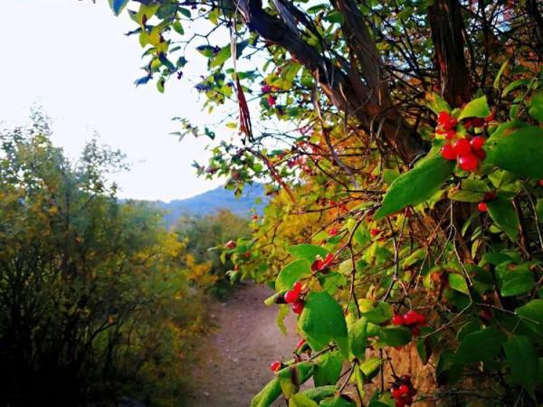 太行山最美的秋色在這裡