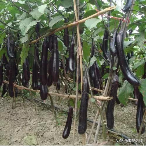 老張紫茄子“換枝”二茬結果“秘訣” 老張紫茄子“換枝”二茬結果“秘訣”