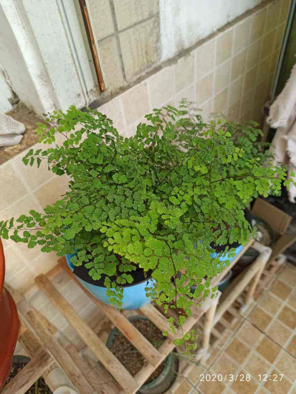 衛生間裡養盆花，淨化空氣消除異味，關鍵是耐陰省心