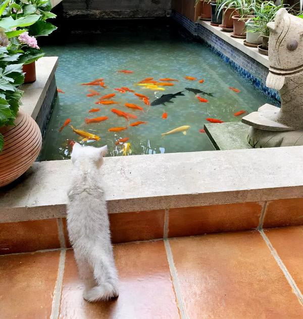 45天改造70㎡自家院子,他僅花4.2萬元,改後的花園也太美了吧 45天改造70㎡自家院子,他僅花4.2萬元,改後的花園也太美了吧