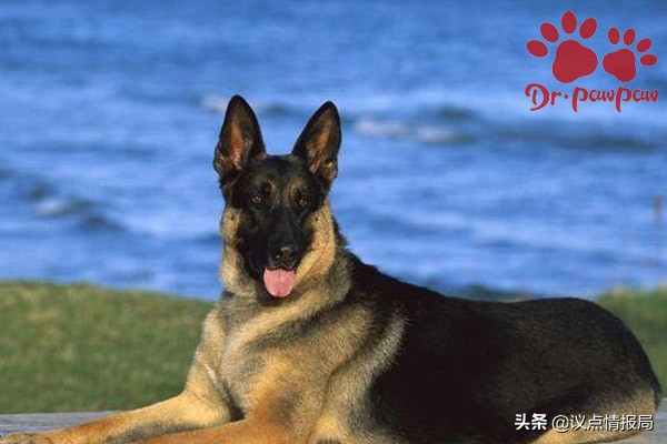 威洛特：狗狗腳趾縫紅腫是怎麼回事？寵主一定要知道