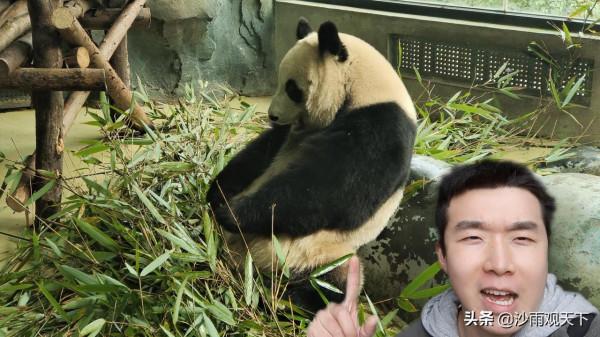 旅行實拍，一分鐘科普中國國寶大熊貓