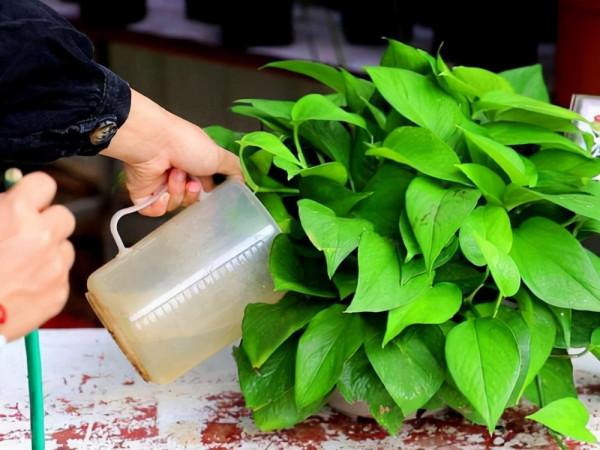 日常生活中養花的天然肥料，拿來養花枝繁葉茂