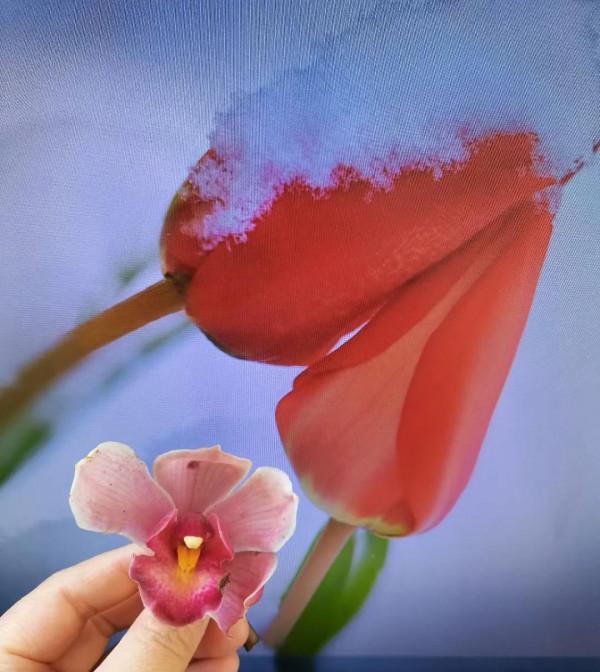 小作為《花期》