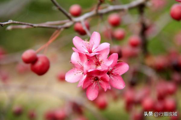 花果相擁迎冬雪,山東黃河玫瑰湖國家溼地公園現奇觀 花果相擁迎冬雪,山東黃河玫瑰湖國家溼地公園現奇觀