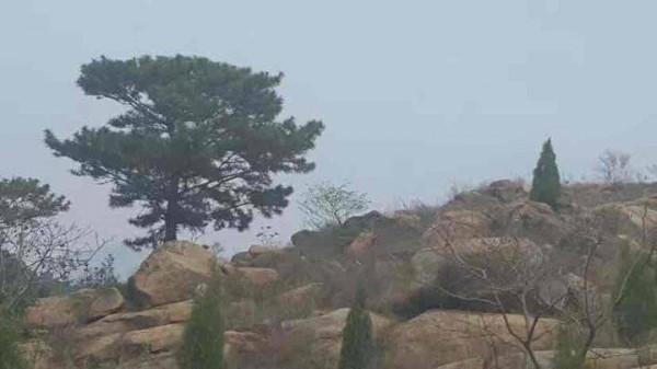 青未了｜小泰山的傳說