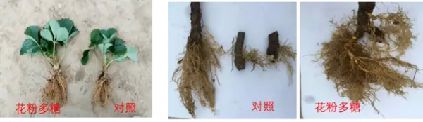 中國農業為什麼離不開生物刺激劑?生物刺激劑有何廣闊前景? 中國農業為什麼離不開生物刺激劑?生物刺激劑有何廣闊前景?