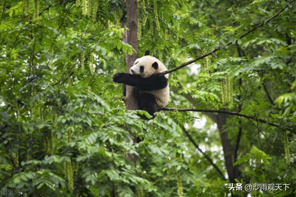 旅行實拍，一分鐘科普中國國寶大熊貓
