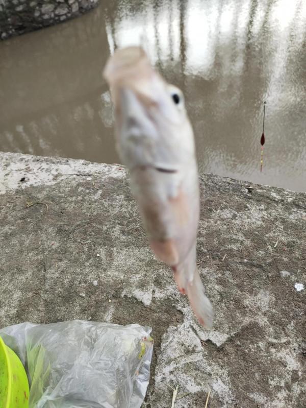 野釣日記（17）