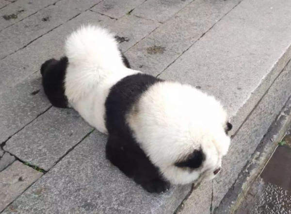 網友：這幾種狗，白送也不敢養，實在太能吃了