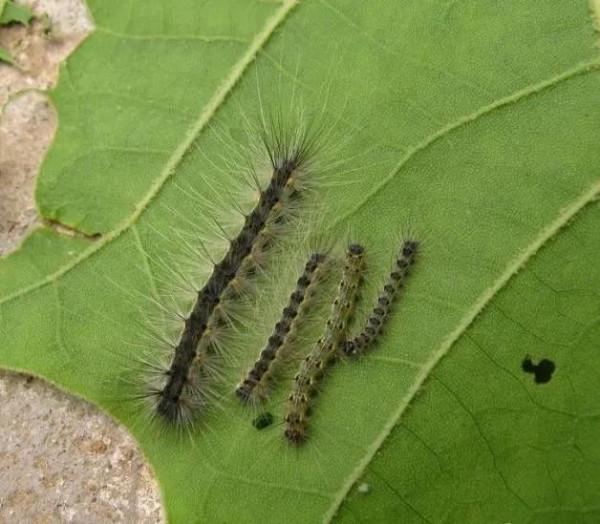美國白蛾生物學特性觀測