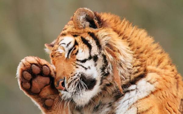 “十二生肖”的陰陽屬性，其實和爪子有關，如何劃分的