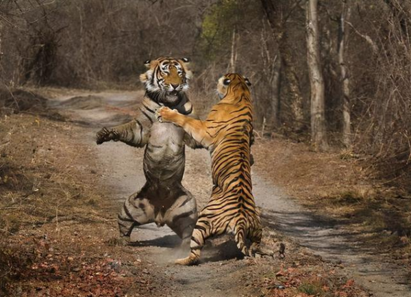 祁連山發現異獸“山彪”，實力不輸老虎，它能解決野豬氾濫問題嗎