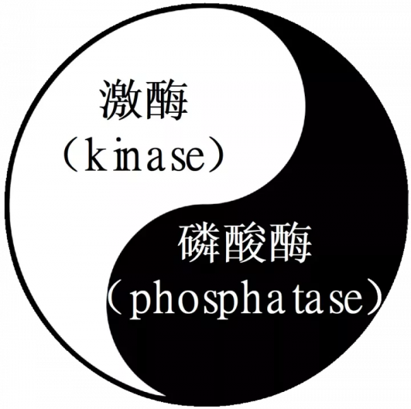 重磅長文｜千禧年諾獎得主Paul Greengard與神經訊號傳遞（三）