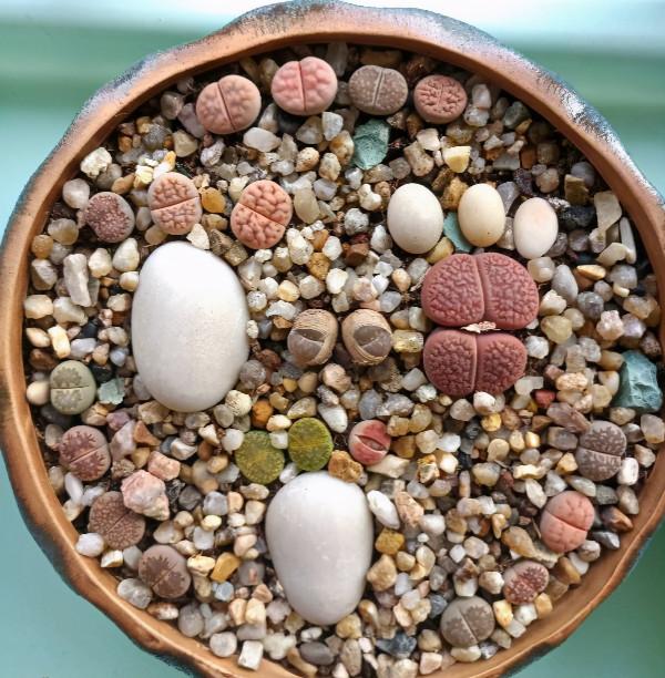 別隻會澆水了!不瞭解自己的多肉,難怪連多肉都養不好 別隻會澆水了!不瞭解自己的多肉,難怪連多肉都養不好