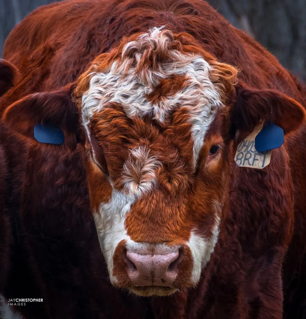 關於牛,全都是好看的 關於牛,全都是好看的