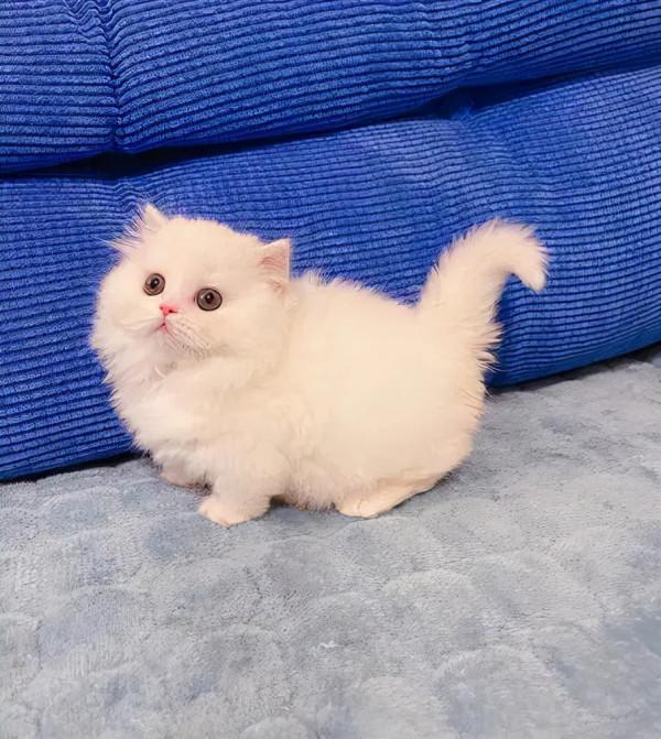 這5種貓咪，如果不幸流浪，將很難在外面存活