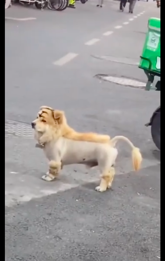 路邊站著一隻小老虎，還以為是從動物園跑出來的，原來是隻狗狗