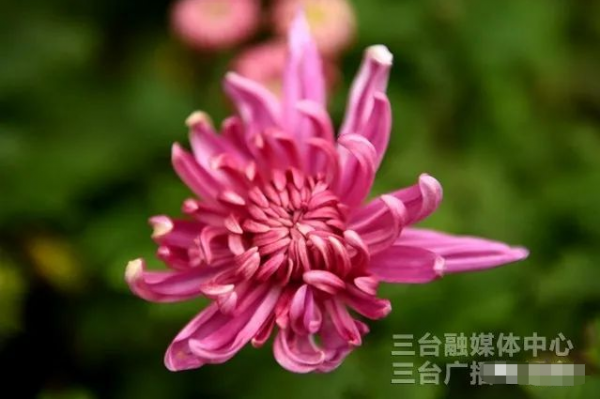 圖說梓州：秋日，菊花美