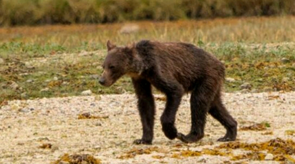 農村老人常說得比狼高大凶猛的山混子、老扒子分別是什麼動物？
