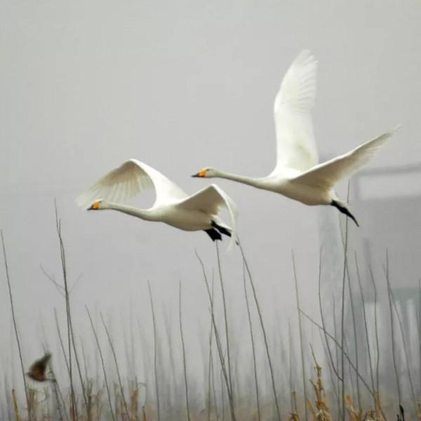 天鵝是美麗的，靈動的