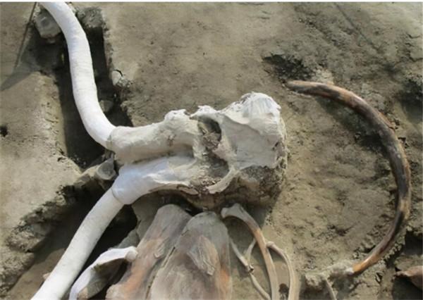 為什麼動物能夠預知死亡？貓會離家出走，象會尋找家族墓冢