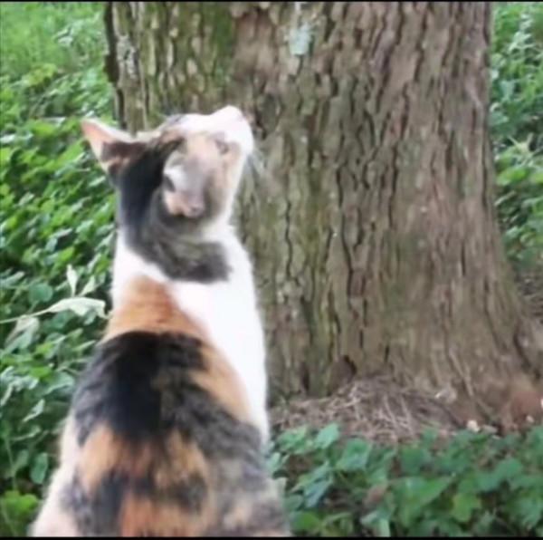 小貓被困樹上下不來,貓媽媽一臉惆悵:為什麼我的孩子下不來? 小貓被困樹上下不來,貓媽媽一臉惆悵:為什麼我的孩子下不來?